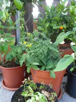 SDC12483.webp