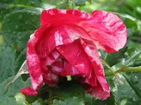 IMG_rose_1067x800.webp