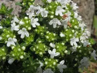IMG_feldthymian_1067x800.webp