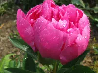 IMG_pfingst pink_1067x800.webp