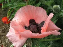IMG_lisa_1067x800.webp