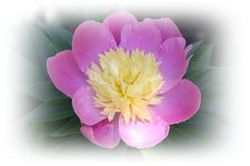 Pfingstrose rosagelb.webp