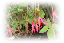 Fuchsie überwintert.webp