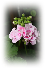 Geranie.webp