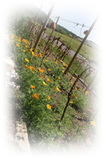 ...schon wieder Mohn.webp