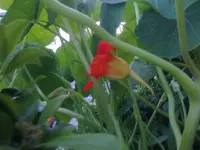 Kapublüte.webp
