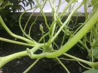 Bild0523.webp