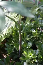 Pflanzentrieb.webp