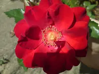 DSC01035.webp