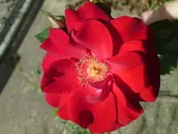 DSC01036.webp
