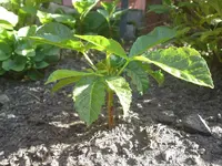 Handy Mai 2011 030.webp