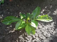 Handy Mai 2011 028.webp