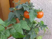 BILD0023.webp