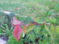 P5210667.webp