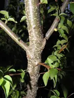 P5210668.webp
