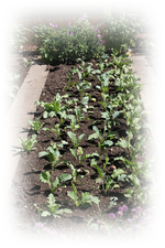 Kohlrabi Rote Beete.webp