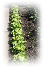 Kopfsalat und Paprika.webp