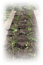 Tomaten, vier Sorten.webp