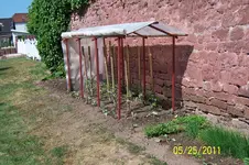 Meine Tomaten 2011.webp