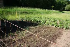 Zwiebele&Kraut.webp