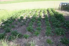 Kartoffeln.webp