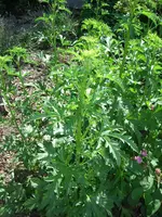 DSCN0040.webp