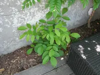 DSCN0047.webp