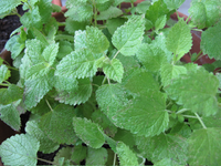 image003.webp