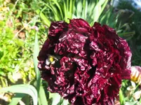 IMG_mohn dunkel_1067x800.webp