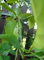 SDC12487.webp