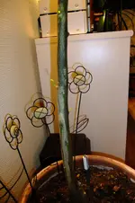 DSCF0288.webp