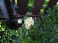 SDC12500.webp