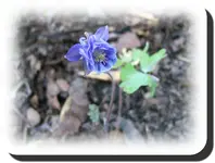 Akelei blau.webp