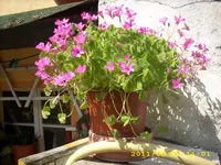 JD500479.webp