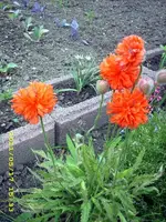 JD500488.webp