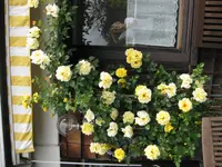 Gelbe Kletterrose.jpg