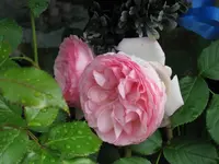 Eden Rose mit Tropfen.webp