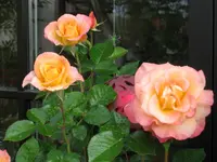 Gloria Dei mit Tropfen.webp