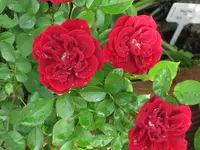 Prince Meillandia mit Tropfen.webp