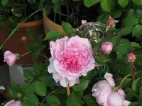 Sister Elizabeth mit Tropfen.webp