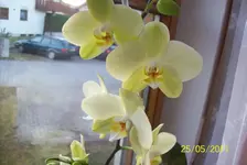 Orchide.webp