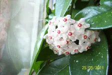 Porzellanblume.webp
