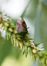 P5228853 Bunte Blattwanze.webp