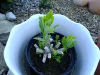 DSCF9009.webp