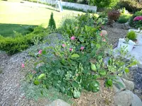 DSCF9013.webp