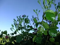 DSCF9016.webp