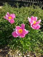 DSCF9027.webp
