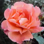 DSC01573 - 2011-05-25 - rose vorn.webp