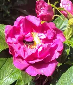 DSC01555 - rote rose vorn - halbwild duftend.webp