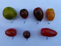 holländische wildtomaten.webp